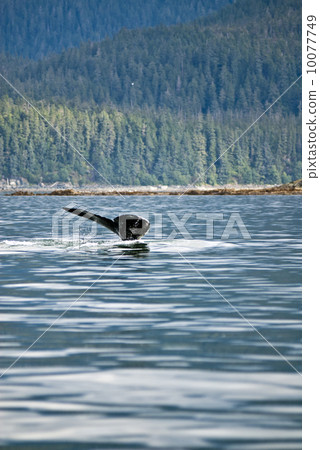 Humpback Whale Tail 10077749
