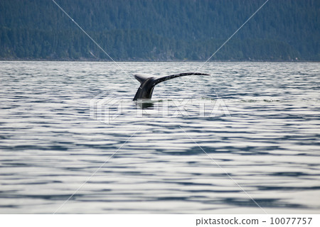 Humpback Whale Tail Humpback Whale Tail 10077757