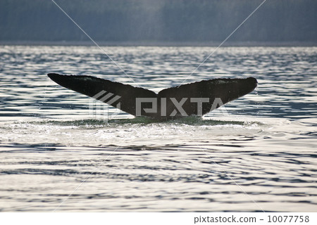Humpback Whale Tail Humpback Whale Tail 10077758