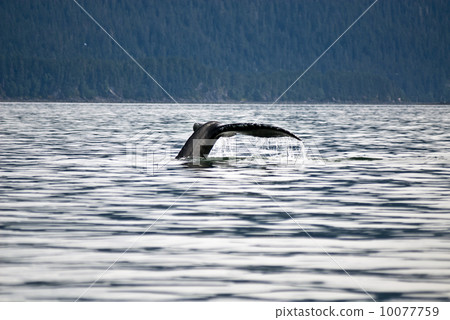 Humpback Whale Tail 10077759