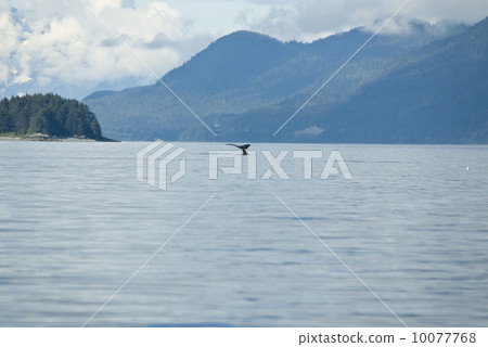 Humpback Whale Tail 10077768