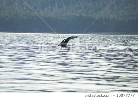 Humpback Whale Tail 10077777