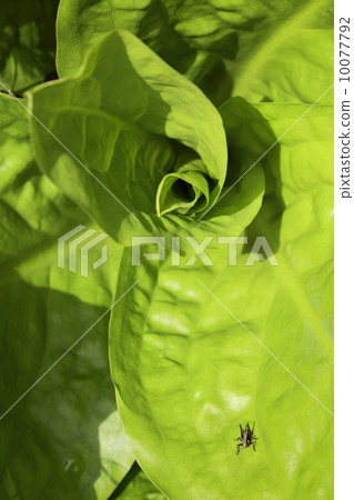 The early summer sun puts on the young leaves of the water basho that the grasshopper plays The early summer sun puts on the young leaves of the water basho that the grasshopper plays 10077792