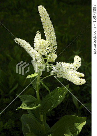 The light hit the flowers of the bamboo shoot blooming in the shade of trees The light hit the flowers of the bamboo shoot blooming in the shade of trees 10077898
