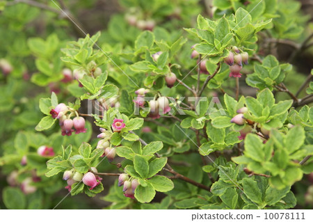 Sarasa Doudin is in full bloom with young leaves 10078111