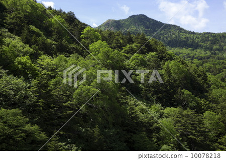 Fresh green trees cover the mountain of Shiga-yama Fresh green trees cover the mountain of Shiga-yama 10078218