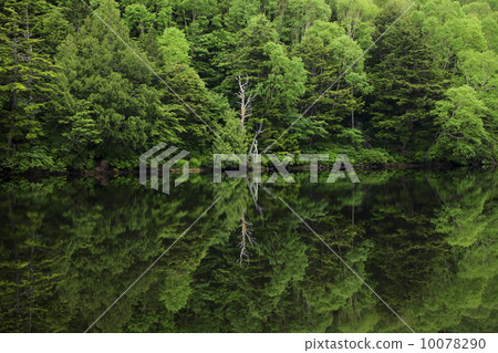 Fresh green trees surrounding white old trees Fresh green trees surrounding white old trees 10078290
