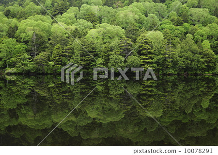 A fresh green forest is reflected in a calm pond. 10078291