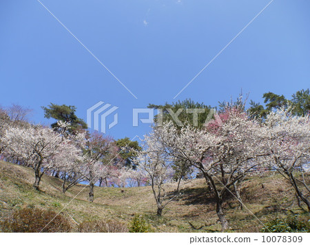 Yoshino Umezo 10078309