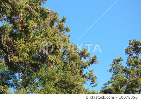 日本雪松 10078350