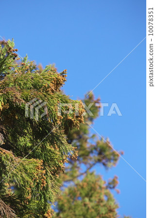 日本雪松 日本雪松 10078351