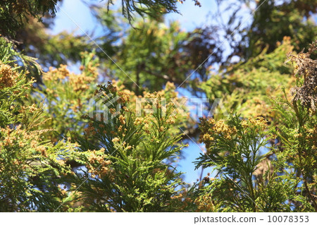 日本雪松 日本雪松 10078353