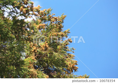 日本雪松 10078354