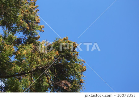 日本雪松 10078355