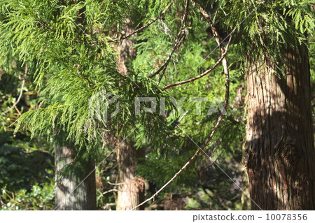 日本雪松 10078356