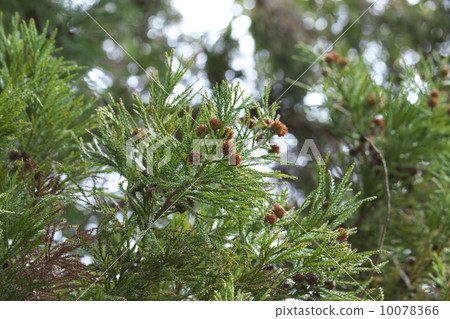 日本雪松 日本雪松 10078366