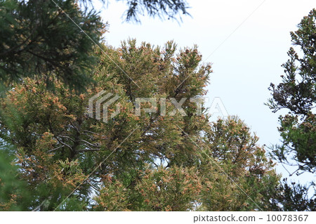 日本雪松 10078367