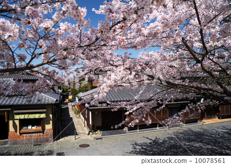 Cherry blossoms and Nen no Michi 10078561