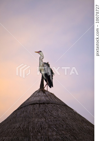 Heron on roof Heron on roof 10078727