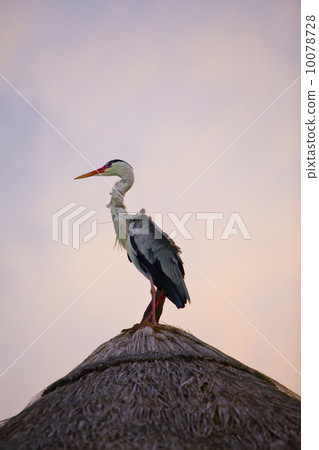 Heron on roof Heron on roof 10078728