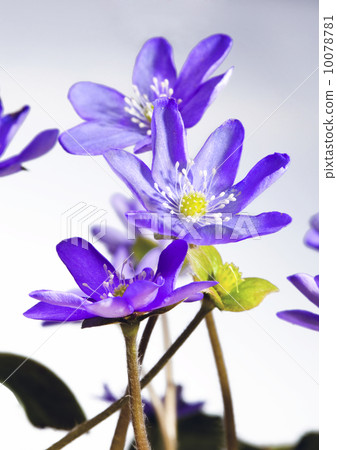 Snowdrop Snowdrop 10078781