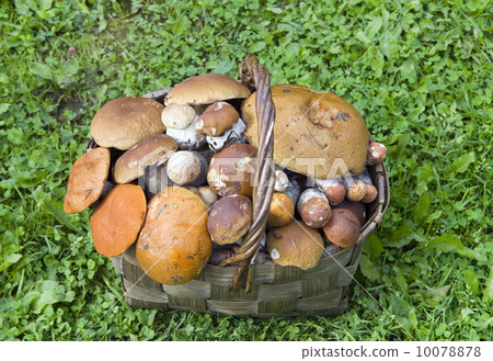 Basket, full mushrooms Basket, full mushrooms 10078878