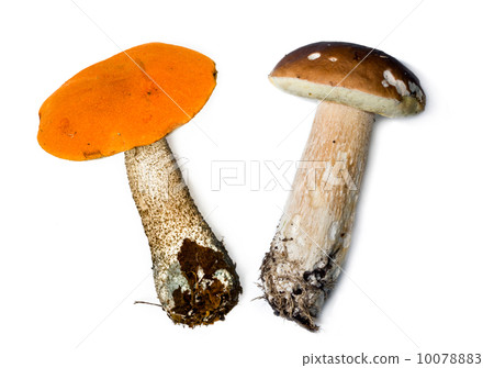 Aspen mushroom( red mushroom) and Mushrooms boletuses on white background Aspen mushroom( red mushroom) and Mushrooms boletuses on white background 10078883