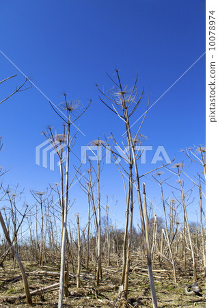 Dry cow-parsnip on sky background.. 10078974