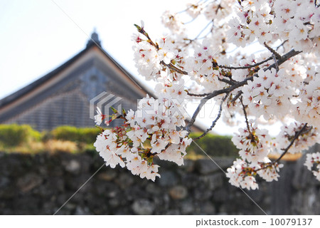 Cherry blossoms in full bloom and Shinoyama castle ruins Cherry blossoms in full bloom and Shinoyama castle ruins 10079137