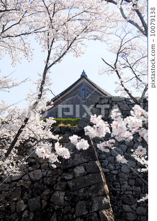 Sasayama castle wrapped in cherry blossoms Sasayama castle wrapped in cherry blossoms 10079138