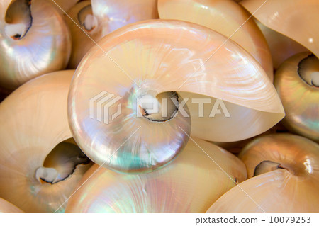 prehistoric nautilus shell prehistoric nautilus shell 10079253