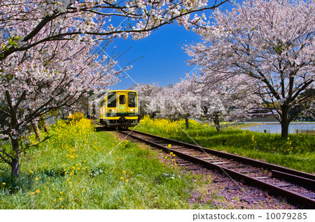 Isumi鐵路·櫻花總元（Fushosato）站 10079285