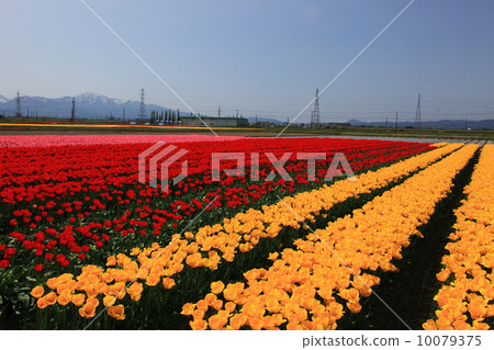 GOOKEN CITY鬱金香節的鬱金香 10079375