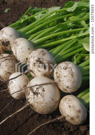 vegetables/foodstuff roots_(vegetables)/potato radish photo cubs