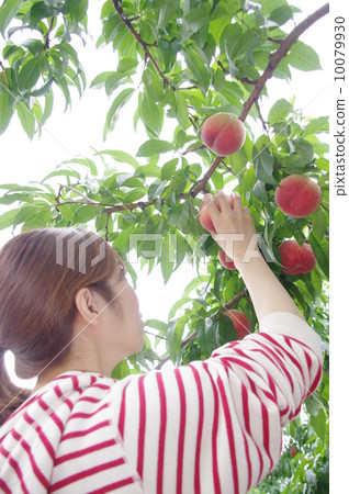 A woman taking a peach 10079930