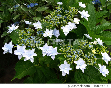 Hakuji繡球花:墨田區的煙花 Hakuji繡球花:墨田區的煙花 10079994