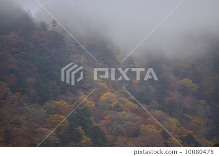 Autumn leaves of stone in the fog 10080478