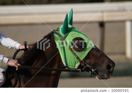 Horse's face Horse's face 10080591