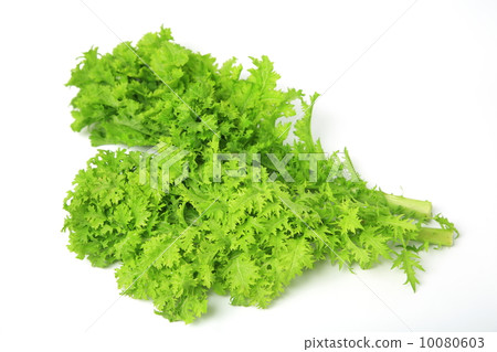 Wasabi Wasabi 10080603