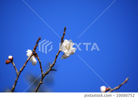 Blue sky and plum blossoms 10080752
