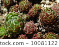 Succulorium 10081122