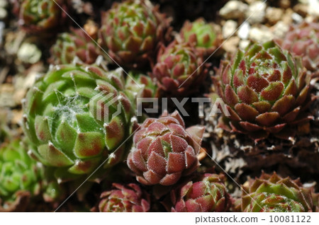 多汁,Senperubiumu 多汁,Senperubiumu 10081122