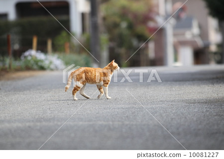 A cat crossing a paved road A cat crossing a paved road 10081227