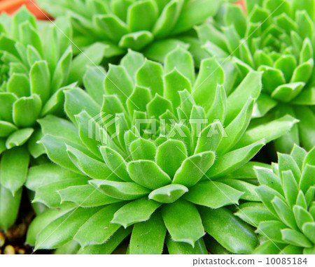 Succulent plant 10085184
