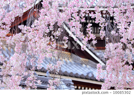Weeping sakura tree with japanese temple 10085302