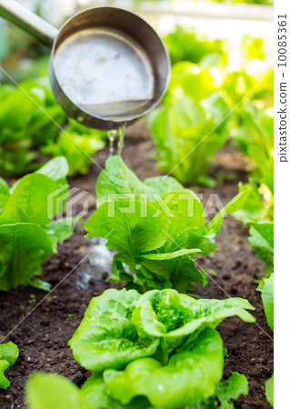 Fertilization of lettuce 10085361