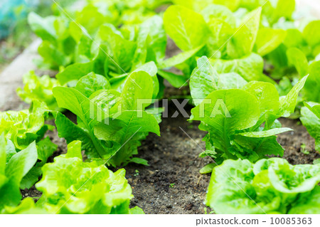Lettuce field Lettuce field 10085363