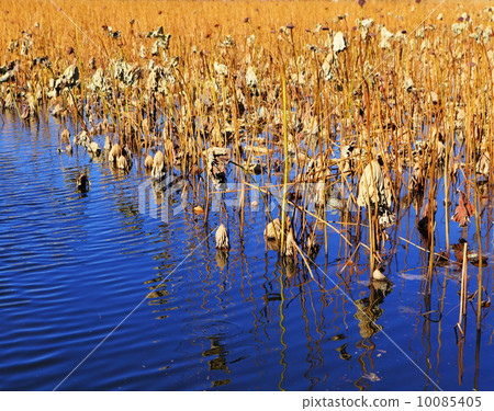 Dry lotus pond 10085405
