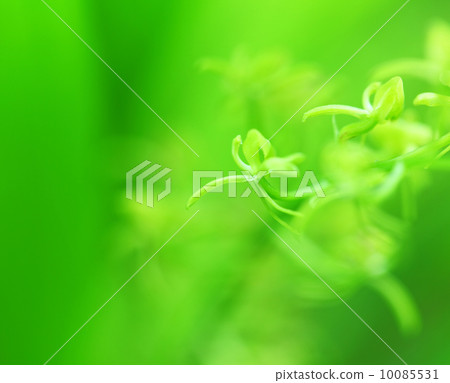 Green small plant 10085531