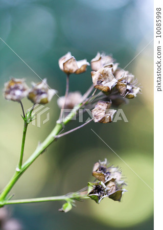 Withered plant 10085998